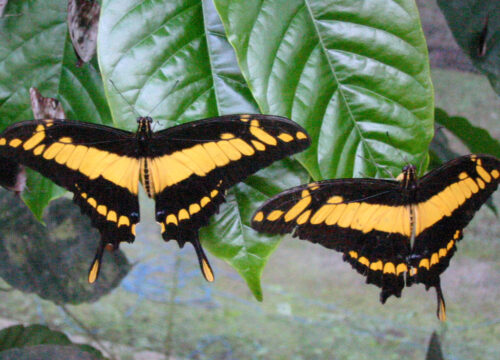 Mindo Cloud Forest Tour